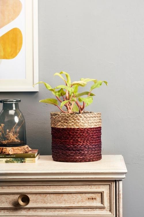 Kadam Haat Handmade Brown Eco Planter Set Of 2