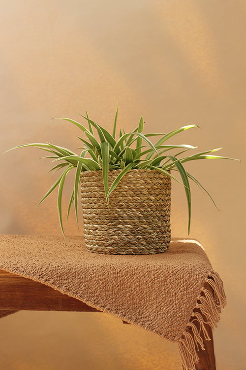 Kadam Haat Handmade Sabai Grass Planter Large (Natural)
