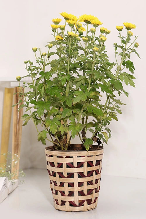 Greenkraft Jodhpur Jaali Planter - Set Of 4