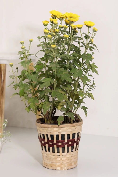 Greenkraft  Kohima Weave Planter - Set Of 4