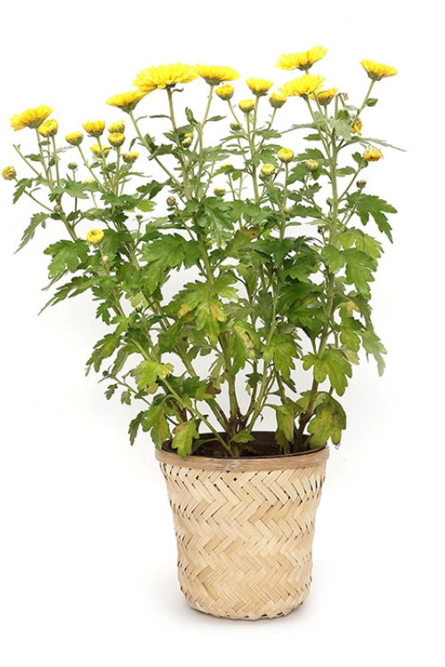 Greenkraft Banaras Twill Planter - Set Of 4