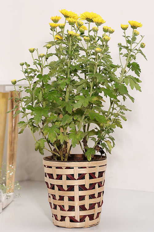 Greenkraft Jodhpur Jaali Planter - Set Of 2