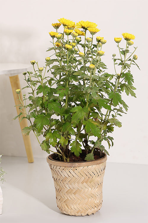 Greenkraft Banaras Twill Planter - Set Of 2