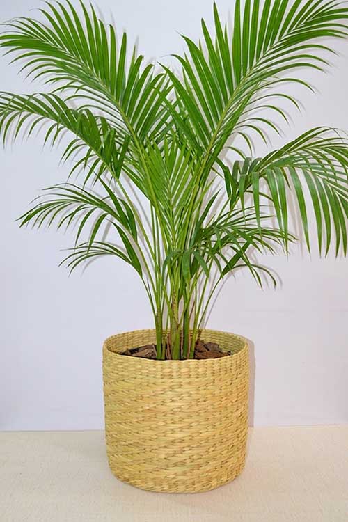 Dharini Kauna Round Planter Natural Extra Large
