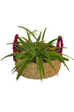 Dharini Kauna Round Basket Small (Natural-Fuchsia)