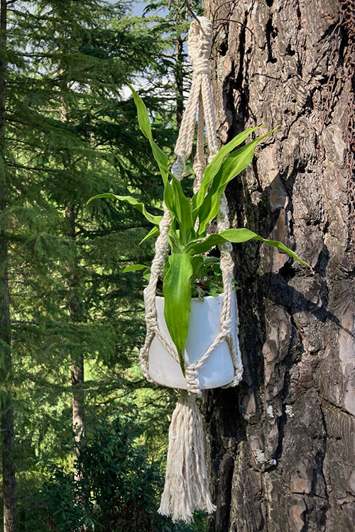 Shyla Plant hanger