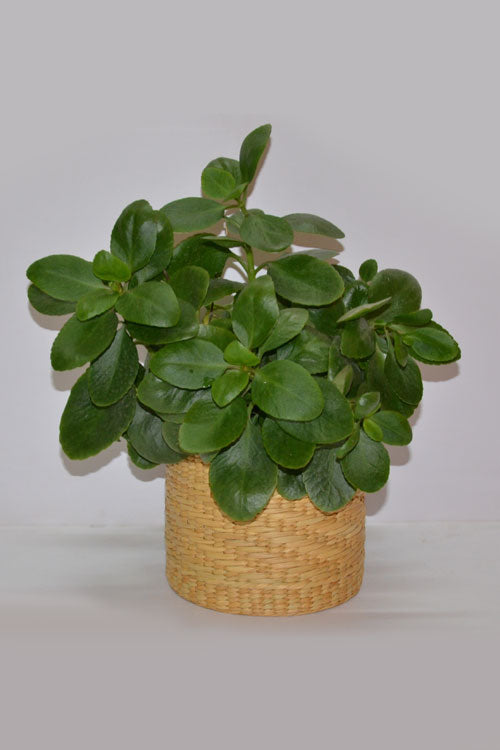 Dharini Kauna Planter (Small)