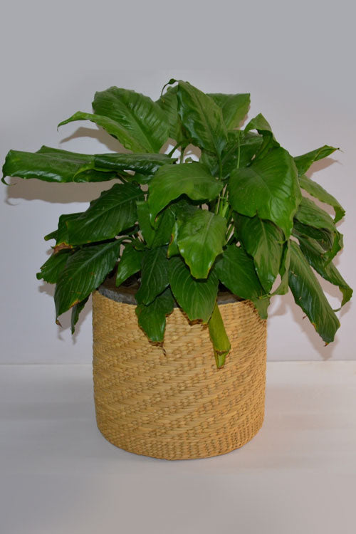 Dharini Kauna Planter (Medium)